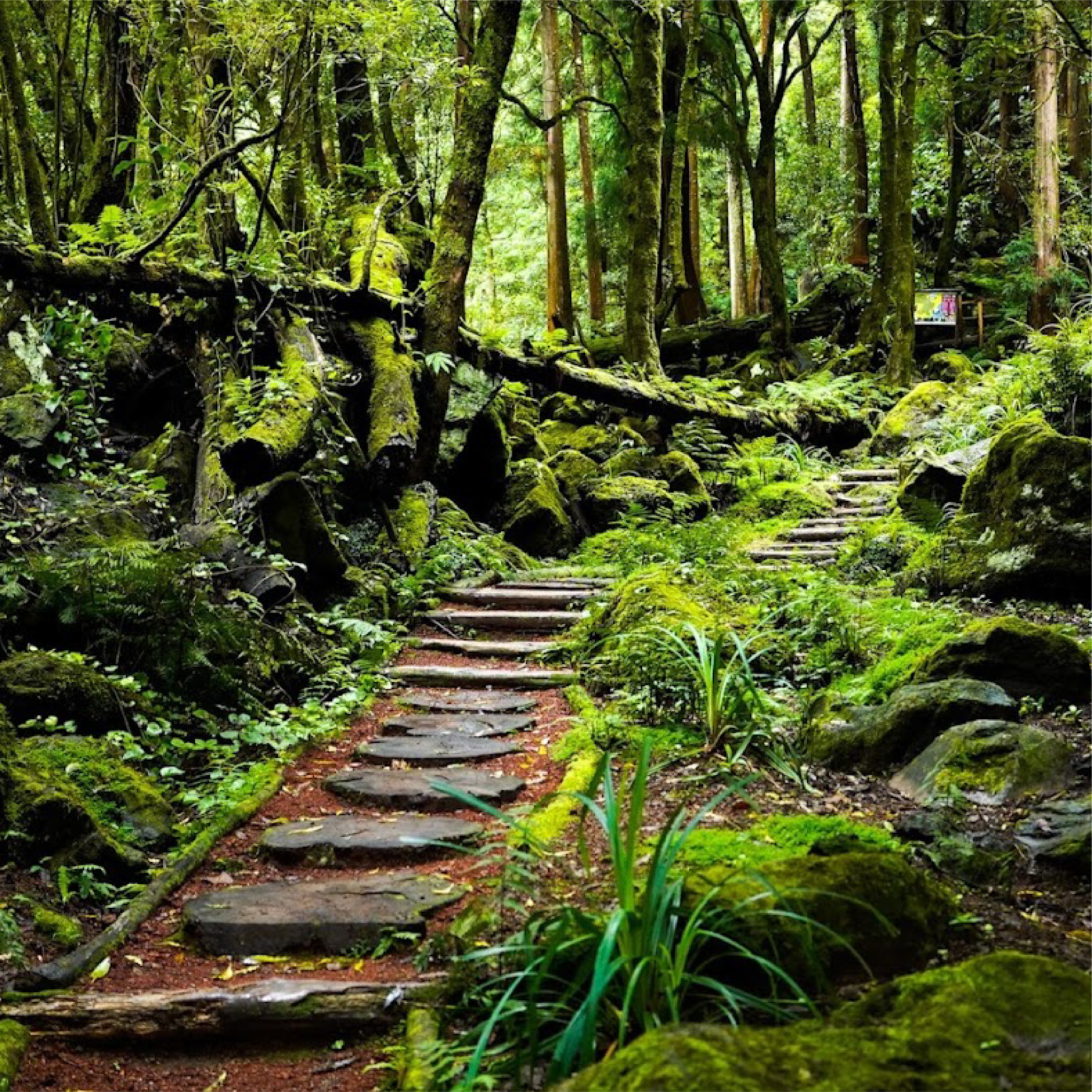 Fotografia de referência para a paleta de cores do Parque Grená - texturas e tons naturais das Furnas