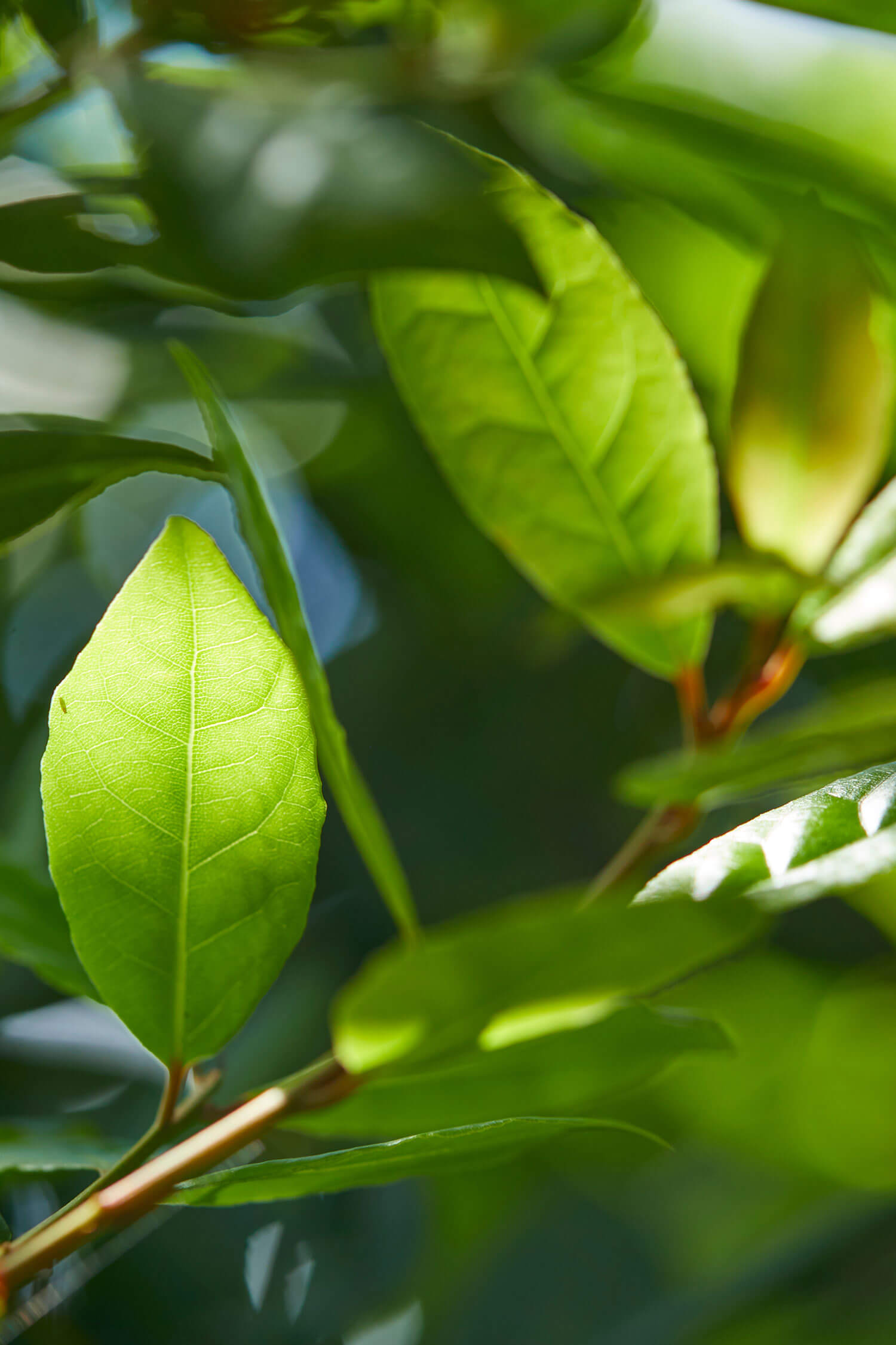 Louro-da-terra, ingrediente principal da cosmética natural Sazorea dos Açores